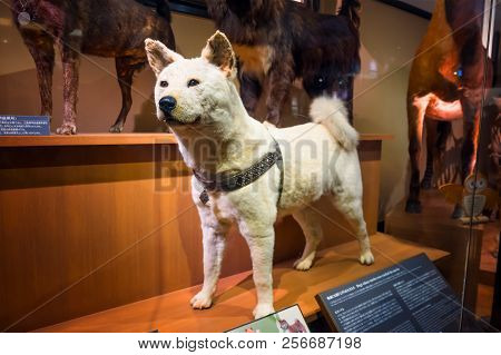 Tokyo, Japan - April 29 2018: Hachiko, A Faithful Akita Inu Dog That Remarkable Loyalty To His Owner