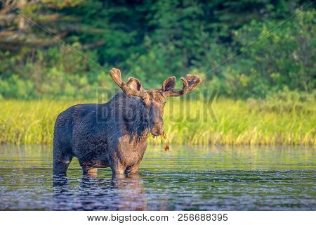 A Large Majestic Bull Moose With Soft Antlers Standing In The Shallow Clam Water At The Edge Of A La