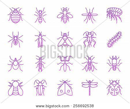 Danger Insect Thin Line Icons Set. Outline Vector Web Sign Kit Of Bed Bug. Beetle Linear Icon Collec