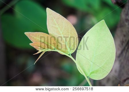 Fresh Green Phyllanthus Acidus Leaf In Nature Garden