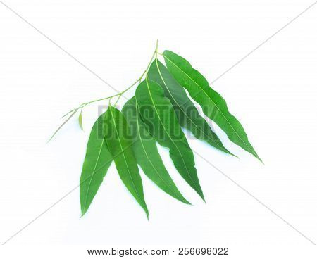Close Up Eucalyptus Leaves Isolated On White Background0 .