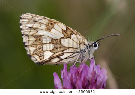 Satyr på blomsten