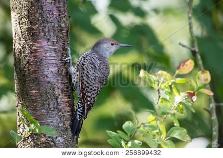 Northern Flicker Bird