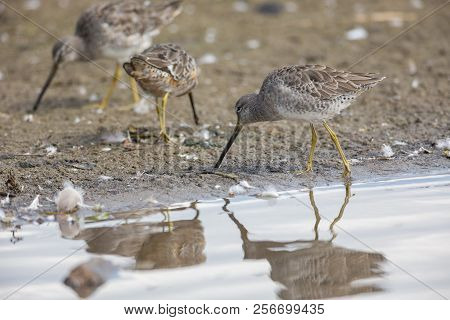 Long-billed Dowitcher Bird At Vancouver Bc Canada