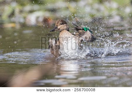 Green Winged Teal