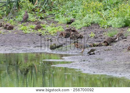 Green Heron Bird
