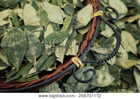 Sorting Dried Coca Leafs In A Small Woven Basket, Santa Cruz De La Sierra, Bolivia