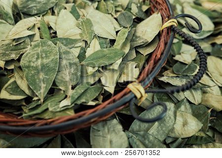 Sorting Dried Coca Leafs In A Small Woven Basket, Santa Cruz De La Sierra, Bolivia