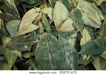 Sorting Dried Coca Leafs In A Small Woven Basket, Santa Cruz De La Sierra, Bolivia