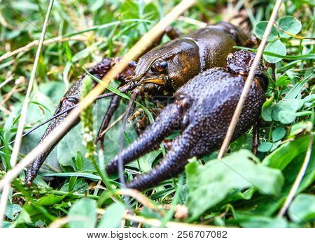 Live European Crayfish (astacus Astacus) On Grass, Wildlife Animal