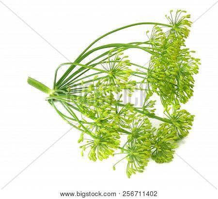 Fresh Dill Flower Isolated On White Background
