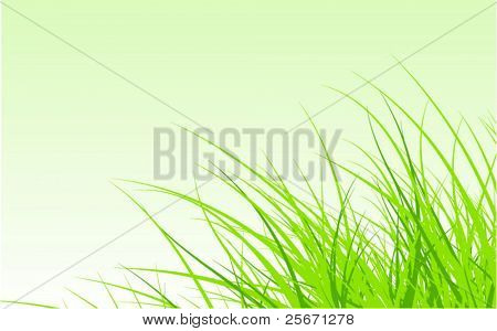 grüne Gras Hintergrund