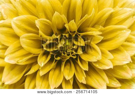 Close-up Of A Yellow Dahlia-flower In The Summertime,
View To A Beautiful Blooming Dahlia Flower On 