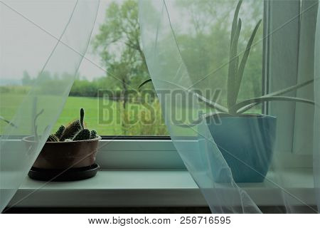 Plants On My Window Sill, Cactusses And Aloe