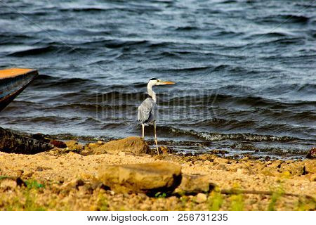 The Grey Heron (ardea Cinerea), Is A Wading Bird Of The Heron Family Ardeidae