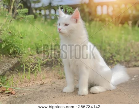 Soft Focus Of White Mainecoon Cat Breeders In The Backyard Watching For Something.