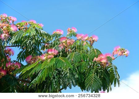 Pretty Pink And White Flowering Silk Tree (albizia Julibrissin) Against A Blue Sky, Ayamonte, Huelva