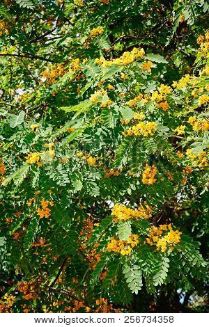 Yellow Flowering Buttercup Bush (senna Multiglandulosa), Ayamonte, Huelva Province, Andalucia, Spain