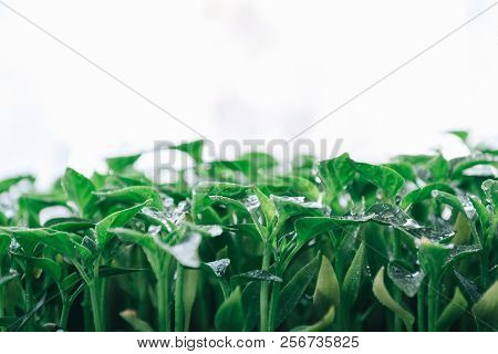 Green Leaves On A Young Pepper On A White Background.