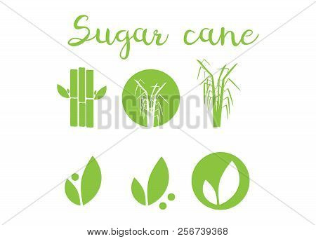 Sugar And Sugar Cane Labels. Sugar Cane Vector Illustration