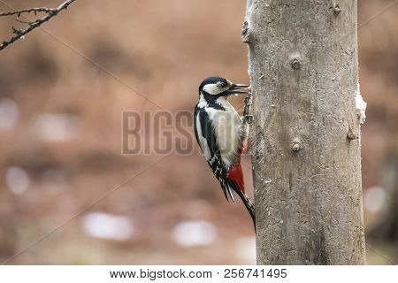 Great Spotted Woodpecker Dendrocopos Major In Forest In Autumn