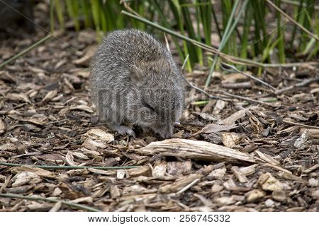 The Long Nose Potoroo Is Searching For Food