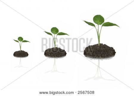 Plant