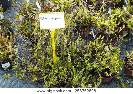 Calluna Vulgaris Flowers In Pots Sold In Garden Center (ling Flowering Plants). Beautiful White Heat