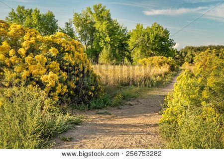 recreational trail in northern Colorado - late summer scenery with rabbitbrush in bloom