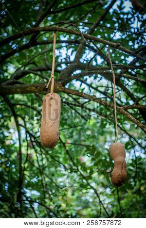 Sausage Tree Plant - Kigelia Africana Fruit