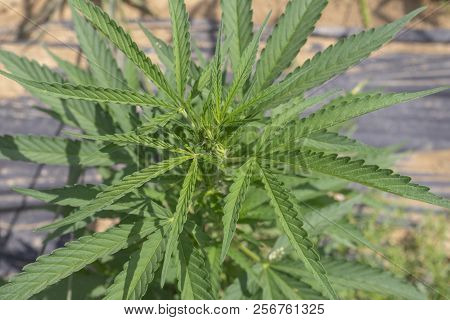 Close Up Of A Marijuana Hemp Cannibus Plant.