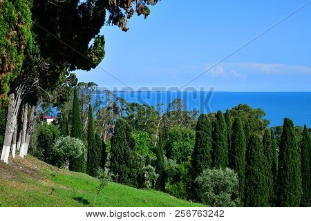 Nature In Abkhazia Near New Athos In Summer