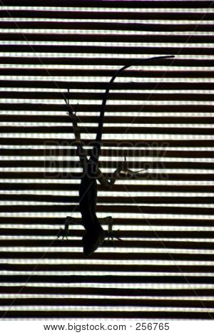 Gecko