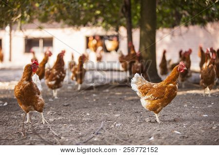 Free Range Brown Chickens In Dirt Under Shrubs On Organic Farm In The Netherlands Near Scherpenzeel 