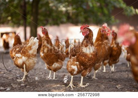Free Range Brown Chickens In Dirt Under Shrubs On Organic Farm In The Netherlands Near Scherpenzeel 