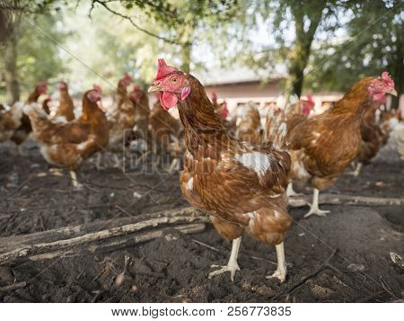 Free Range Brown Chickens In Dirt Under Shrubs On Organic Farm In The Netherlands Near Scherpenzeel 