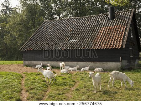 White Goats In Meadow Near Old Barn On Goat Farm In The Netherlands Near Woudenberg And Utrecht