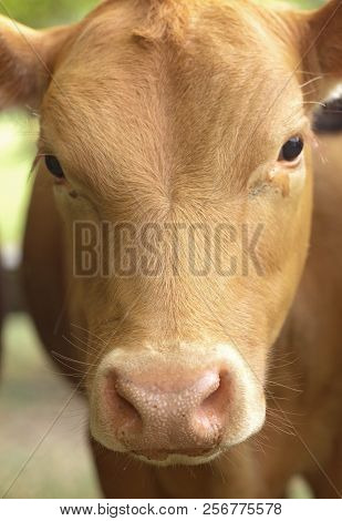 An Close Up View Of A Red Calf In A Field