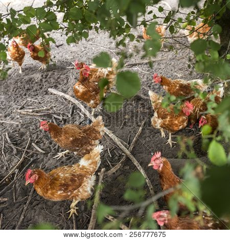 Free Range Brown Chickens In Dirt Under Shrubs On Organic Farm In The Netherlands Near Scherpenzeel 
