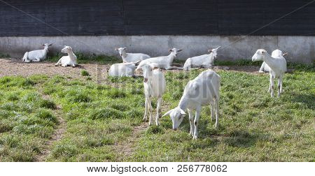 White Goats In Meadow Near Old Barn On Goat Farm In The Netherlands Near Woudenberg And Utrecht