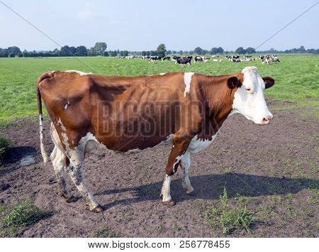 Closeup Of Red And White Holstein Cow In Green Grassy Meadow With Other Cows Near Woudenberg In The 