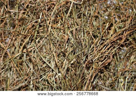 Yellow Hay Background. Background Texture Dry Grass