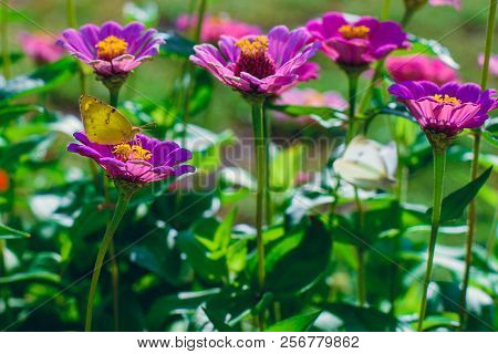 Insects And Autumn Flowers, A Bumblebee Sitting On A Violet Flower.