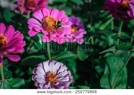 Insects And Autumn Flowers, A Bumblebee Sitting On A Violet Flower.
