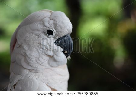 Closeup Face Of White Macore Bird,blurry Light Around