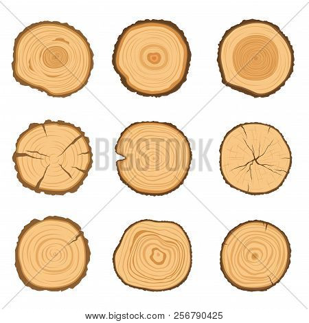 Set Of Round Cross-sections Of A Tree With A Different Ring Pattern Isolated On A White Background. 