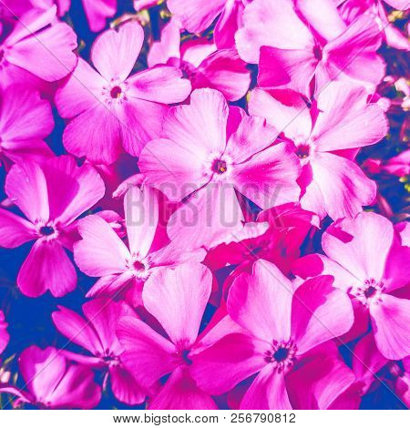Pink Phlox Flowers. Ericales Polemoniaceae. Spring Background