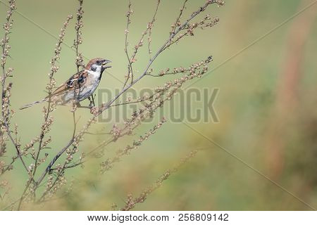Beautiful Nature Scene With Bird Eurasian Tree Sparrow (passer Montanus). Wildlife Shot Of Eurasian 