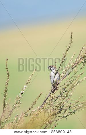 Beautiful Nature Scene With Bird Eurasian Tree Sparrow (passer Montanus). Wildlife Shot Of Eurasian 