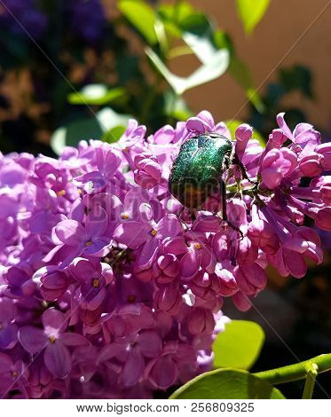 Brilliant Purple Flower And Small Guest Insect.